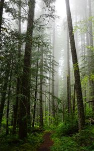 Preview wallpaper forest, trees, spruce, path