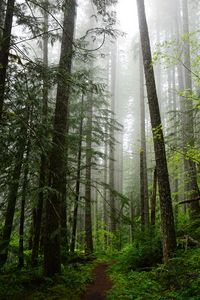 Preview wallpaper forest, trees, spruce, path