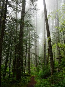 Preview wallpaper forest, trees, spruce, path