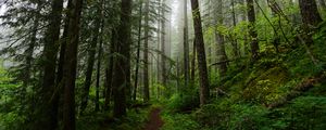 Preview wallpaper forest, trees, spruce, path