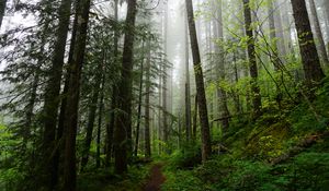 Preview wallpaper forest, trees, spruce, path