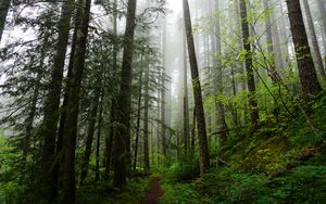 Preview wallpaper forest, trees, spruce, path