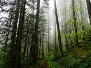 Preview wallpaper forest, trees, spruce, path