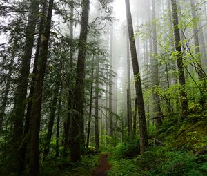 Preview wallpaper forest, trees, spruce, path