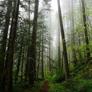 Preview wallpaper forest, trees, spruce, path