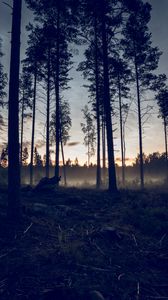 Preview wallpaper forest, trees, spruce, fog, sunset