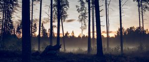 Preview wallpaper forest, trees, spruce, fog, sunset