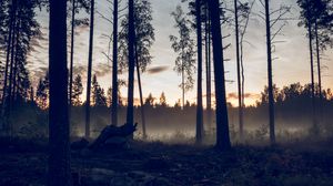 Preview wallpaper forest, trees, spruce, fog, sunset