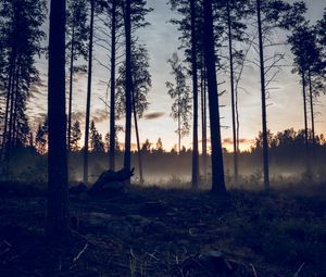 Preview wallpaper forest, trees, spruce, fog, sunset