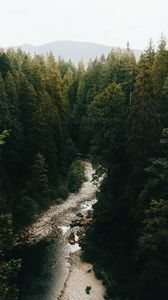 Preview wallpaper forest, trees, spruce, river, distance