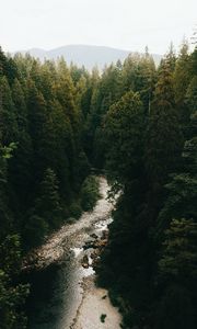 Preview wallpaper forest, trees, spruce, river, distance