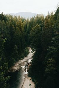 Preview wallpaper forest, trees, spruce, river, distance