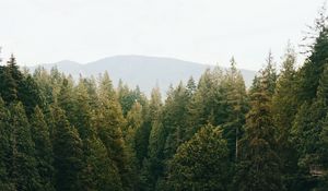 Preview wallpaper forest, trees, spruce, river, distance