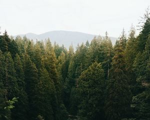 Preview wallpaper forest, trees, spruce, river, distance