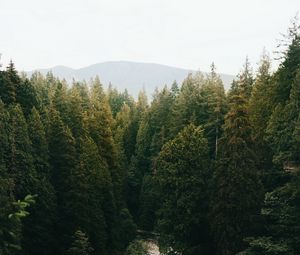 Preview wallpaper forest, trees, spruce, river, distance