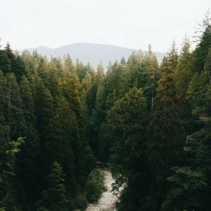 Preview wallpaper forest, trees, spruce, river, distance
