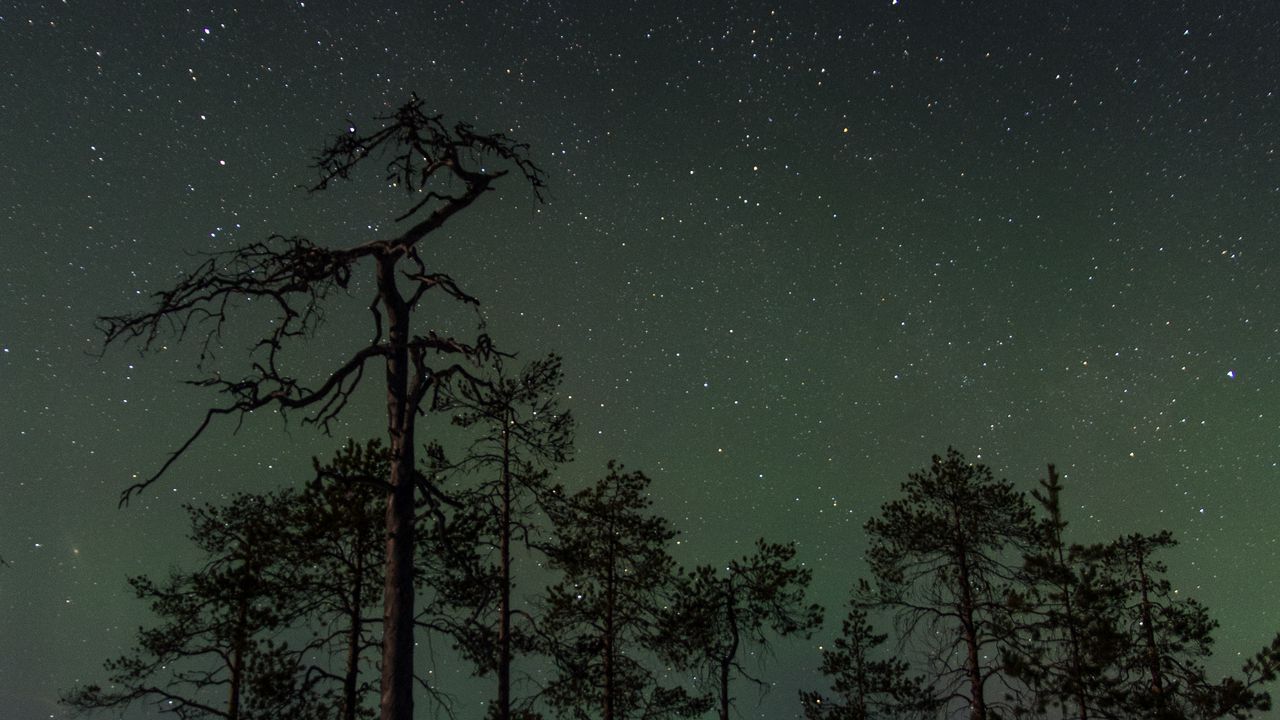 Wallpaper forest, trees, spruce, starry sky, stars