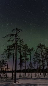 Preview wallpaper forest, trees, spruce, starry sky, stars