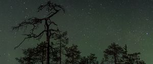 Preview wallpaper forest, trees, spruce, starry sky, stars