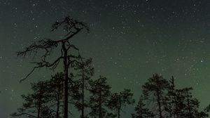 Preview wallpaper forest, trees, spruce, starry sky, stars