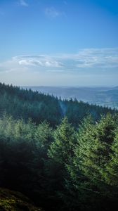 Preview wallpaper forest, trees, spruce, mountains, horizon, landscape