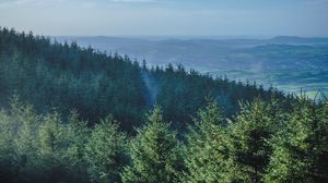 Preview wallpaper forest, trees, spruce, mountains, horizon, landscape