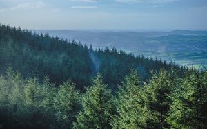 Preview wallpaper forest, trees, spruce, mountains, horizon, landscape