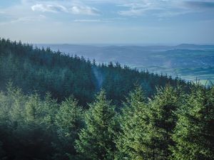 Preview wallpaper forest, trees, spruce, mountains, horizon, landscape