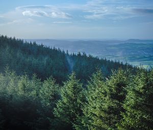 Preview wallpaper forest, trees, spruce, mountains, horizon, landscape