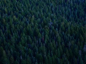 Preview wallpaper forest, trees, spruces, crowns, green, nature