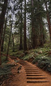 Preview wallpaper forest, trees, stairs, climb, nature