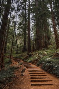 Preview wallpaper forest, trees, stairs, climb, nature