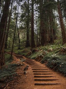 Preview wallpaper forest, trees, stairs, climb, nature