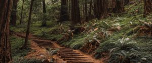 Preview wallpaper forest, trees, stairs, climb, nature