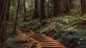 Preview wallpaper forest, trees, stairs, climb, nature
