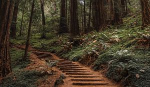 Preview wallpaper forest, trees, stairs, climb, nature