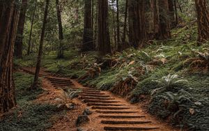 Preview wallpaper forest, trees, stairs, climb, nature