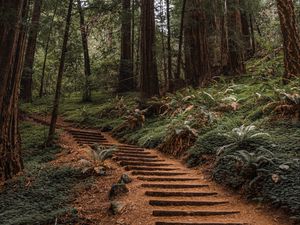 Preview wallpaper forest, trees, stairs, climb, nature