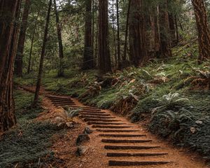 Preview wallpaper forest, trees, stairs, climb, nature