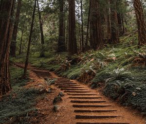 Preview wallpaper forest, trees, stairs, climb, nature