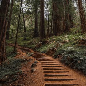 Preview wallpaper forest, trees, stairs, climb, nature