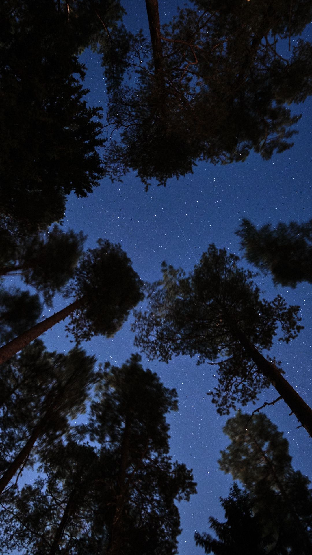 Download wallpaper 1080x1920 forest, trees, starry sky, night, dark ...