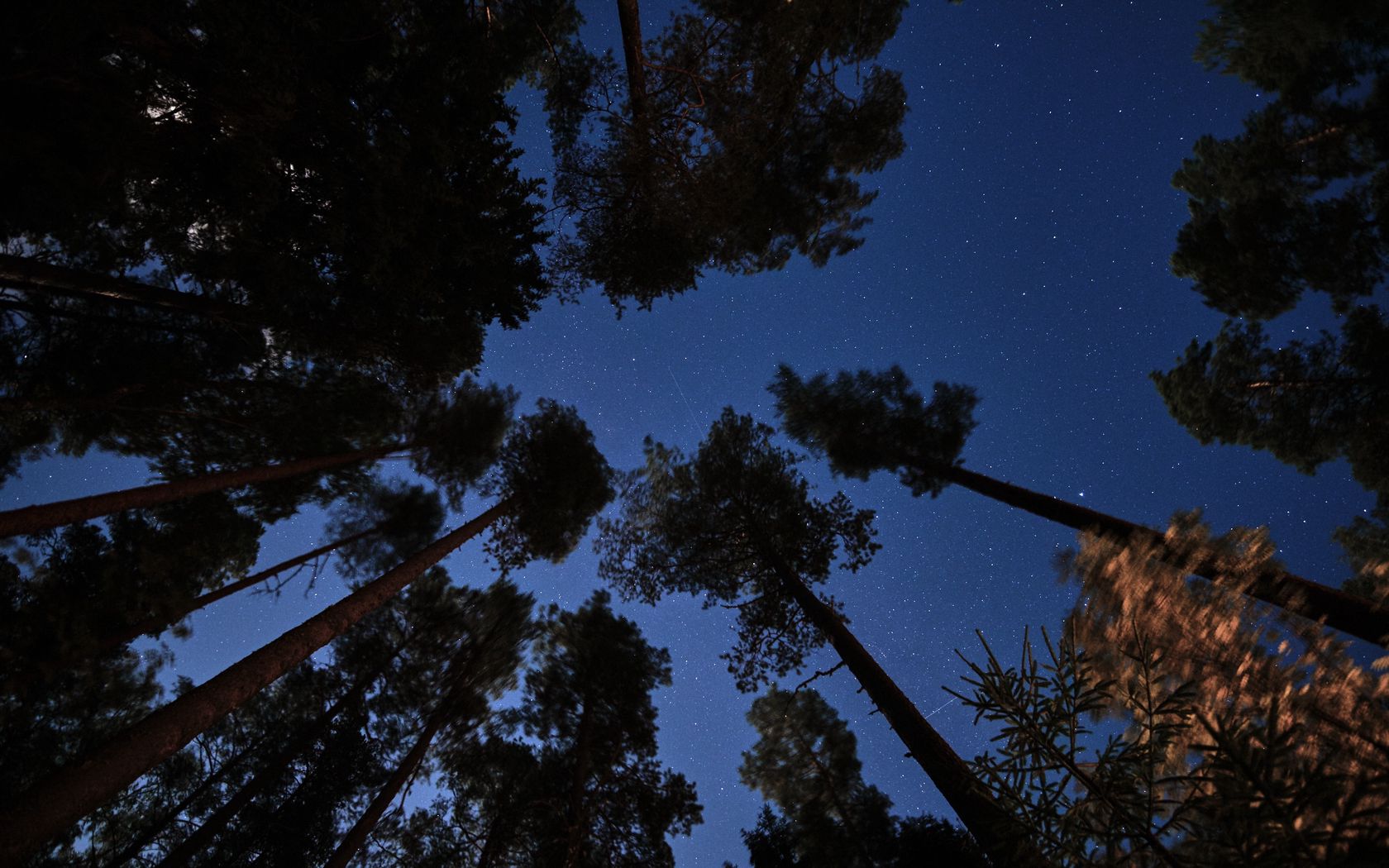 Download wallpaper 1680x1050 forest, trees, starry sky, night, dark