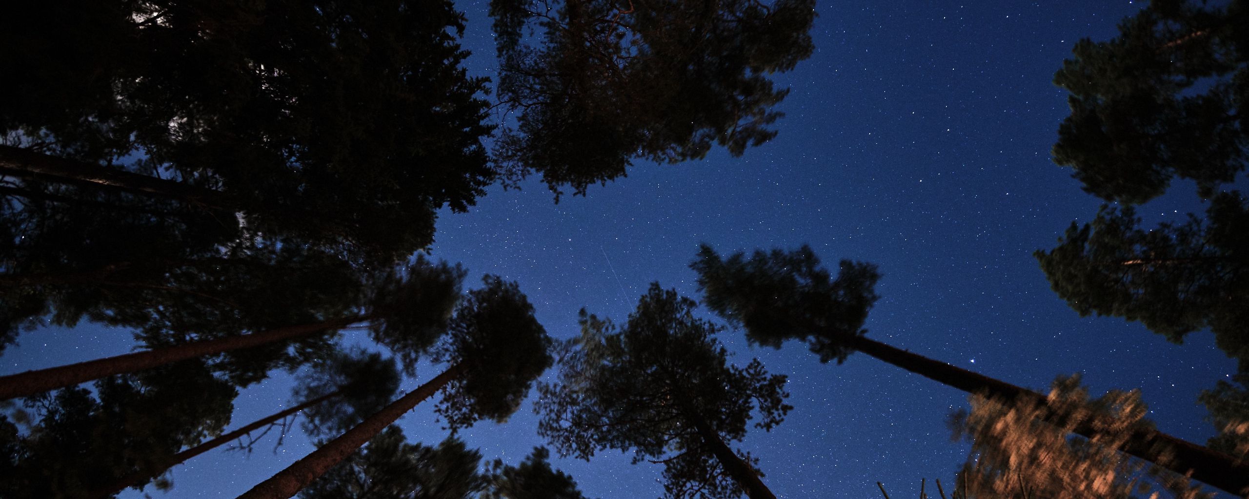 Download wallpaper 2560x1024 forest, trees, starry sky, night, dark