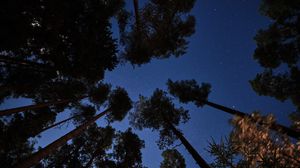 Preview wallpaper forest, trees, starry sky, night, dark