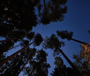 Preview wallpaper forest, trees, starry sky, night, dark
