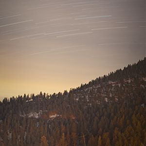 Preview wallpaper forest, trees, stars, long exposure, nature