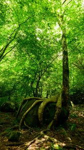 Preview wallpaper forest, trees, stone, rays