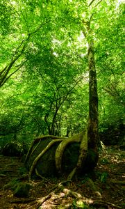 Preview wallpaper forest, trees, stone, rays