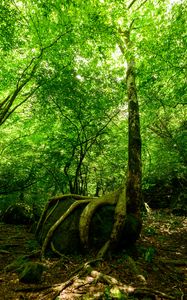 Preview wallpaper forest, trees, stone, rays